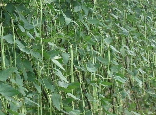 缸豆可以生吃嗎？缸豆可以炒雞蛋嗎