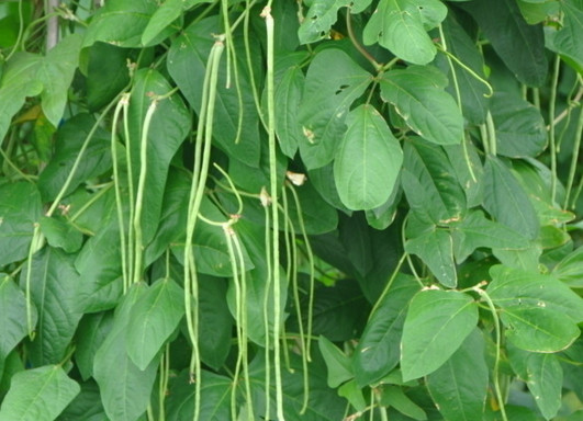 缸豆幾月份種？缸豆什么時候播種？