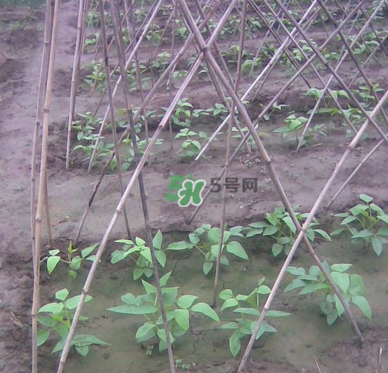 缸豆什么時(shí)候搭架？缸豆要怎樣搭架子