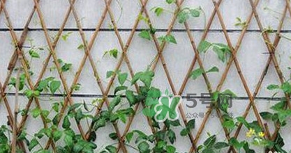 缸豆什么時(shí)候搭架？缸豆要怎樣搭架子