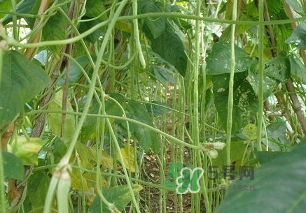 缸豆什么季節(jié)有？缸豆是幾月的蔬菜
