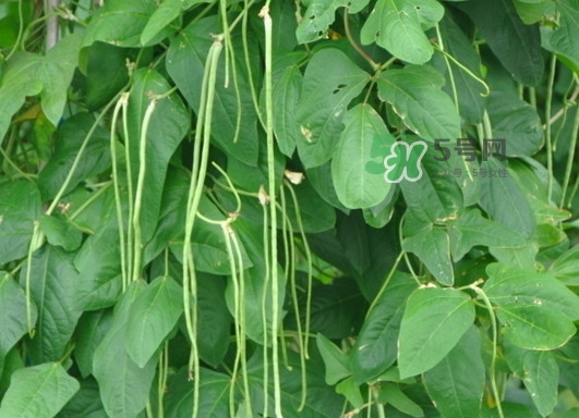 缸豆什么季節(jié)有？缸豆是幾月的蔬菜