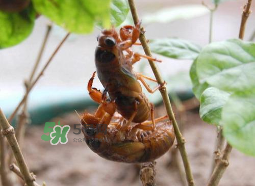 金蟬為什么這么貴？野生金蟬和養(yǎng)殖金蟬的區(qū)別