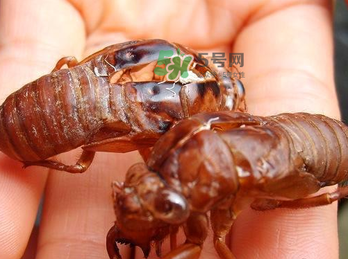 金蟬為什么這么貴？野生金蟬和養(yǎng)殖金蟬的區(qū)別