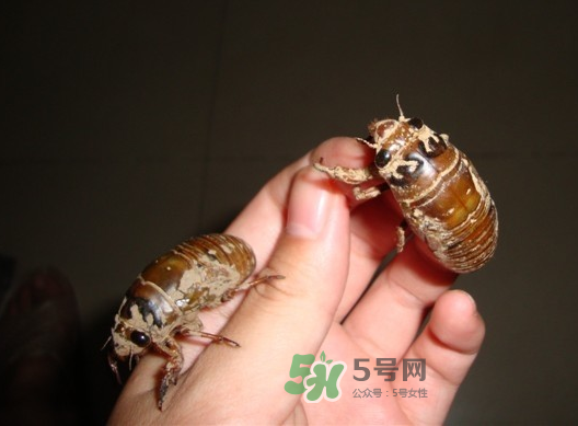金蟬晚上幾點出來？金蟬為什么晚上出來？