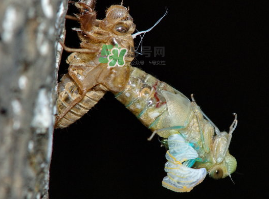 金蟬晚上幾點出來？金蟬為什么晚上出來？