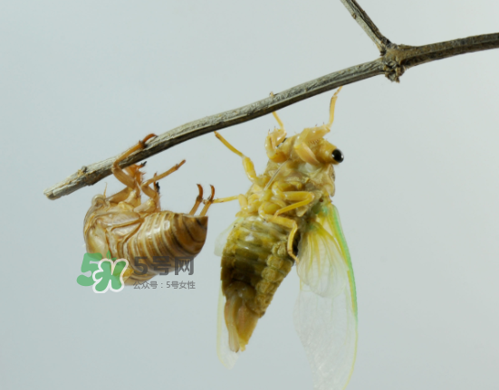 金蟬什么時候最多？金蟬什么時候沒有？