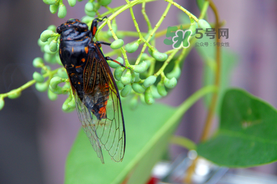金蟬什么時候最多？金蟬什么時候沒有？