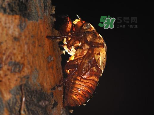 金蟬殼多少錢一斤？金蟬殼價格