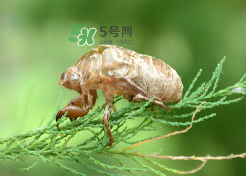 知了殼有什么藥用價值？知了殼的功效與作用
