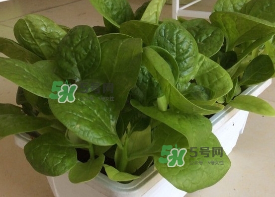 木耳菜怎么清洗？木耳菜怎么擇？