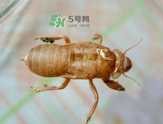 知了殼能能吃嗎？知了殼怎么吃？