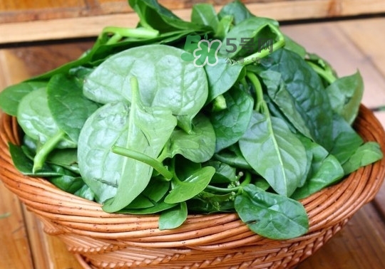 木耳菜是什么季節(jié)的菜？木耳和木耳菜有區(qū)別嗎