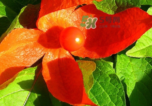 菇娘能多吃嗎？菇娘有什么營養(yǎng)價(jià)值