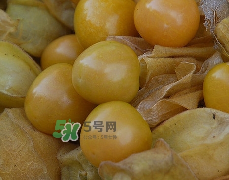 黃菇娘幾月種植？黃菇娘的種植注意事項