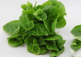 木耳菜可以生吃嗎？木耳菜可以涼拌嗎