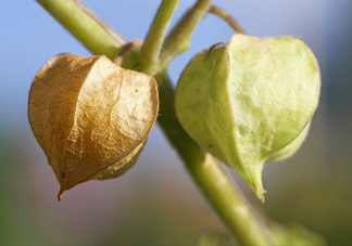 菇娘是寒性還是熱性？菇娘是哪里產(chǎn)的