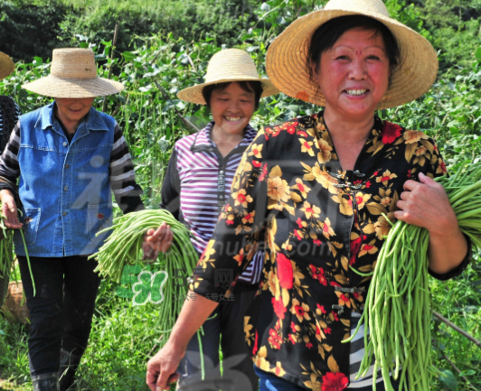 九月份可以種什么蔬菜？九月份適合種植什么蔬菜？
