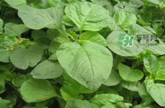 野莧菜怎么做好吃？野莧菜怎么保存