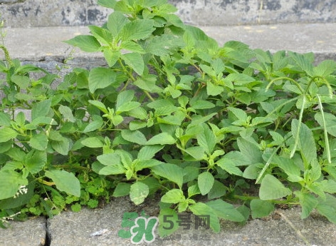 野莧菜什么人不能吃？野莧菜不能和什么一起吃