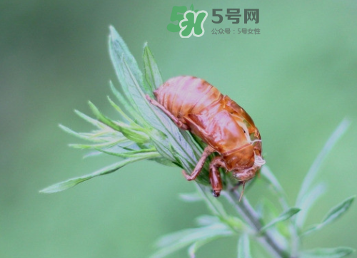 知了殼能治過敏性鼻炎嗎？知了殼可以治過敏性鼻炎嗎？