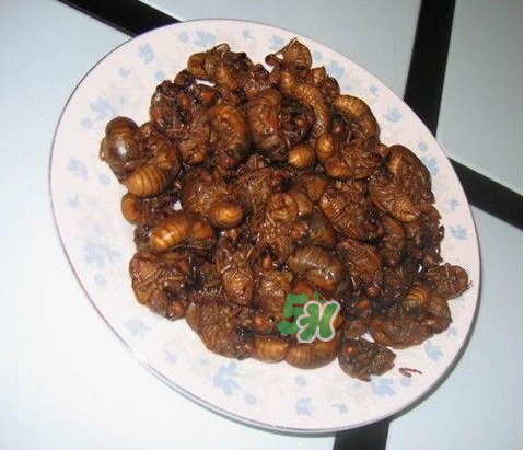 吃金蟬過(guò)敏怎么辦？吃金蟬為什么會(huì)過(guò)敏？