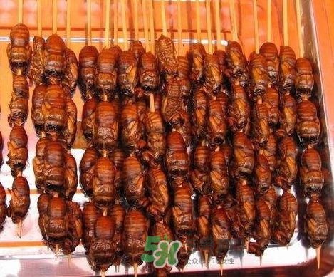 吃金蟬過(guò)敏怎么辦？吃金蟬為什么會(huì)過(guò)敏？