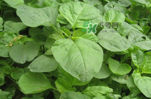 野莧菜什么人不能吃？野莧菜不能和什么一起吃
