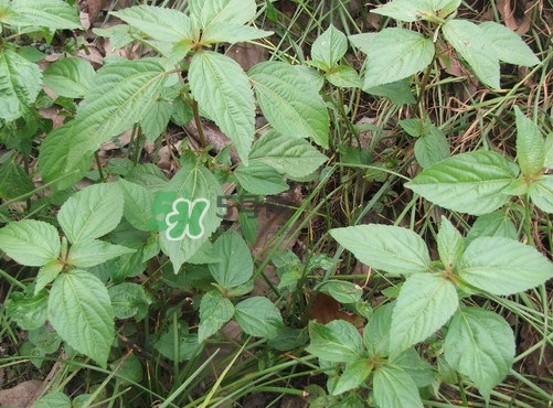 野莧菜孕婦能吃嗎？莧菜和野莧菜的區(qū)別