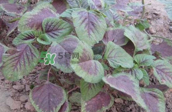 野莧菜有毒嗎？野莧菜怎么吃
