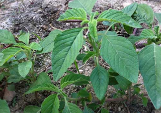 炒野莧菜要焯水嗎？野莧菜和山藥能在一起吃嗎