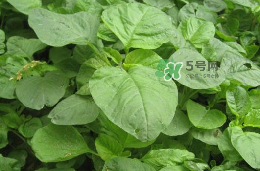野莧菜孕婦能吃嗎？莧菜和野莧菜的區(qū)別