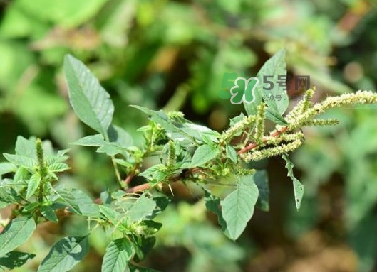 野莧菜有刺嗎？野莧菜和刺莧菜一樣嗎