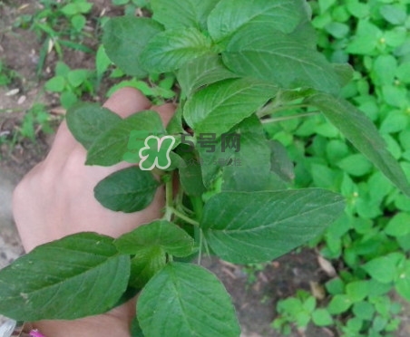 野莧菜有刺嗎？野莧菜和刺莧菜一樣嗎