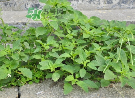 野莧菜怎么做好吃？野莧菜怎么保存