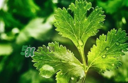glico香菜百力滋好吃嗎？香菜百力滋多少錢
