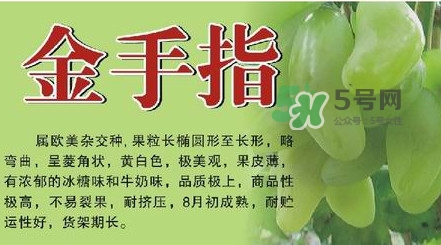 金手指葡萄有籽嗎？金手指葡萄有核嗎