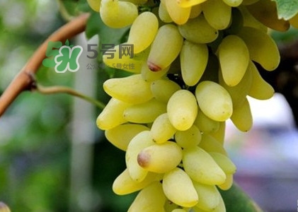金手指葡萄是不是轉(zhuǎn)基因品種？美人指與金手指葡萄的區(qū)別