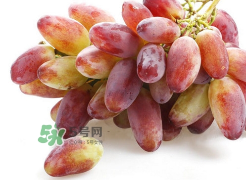 金手指葡萄是不是轉(zhuǎn)基因品種？美人指與金手指葡萄的區(qū)別