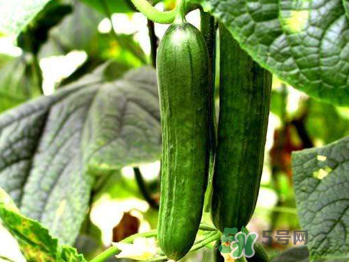 8月份能種黃瓜嗎？八月份能種黃瓜嗎？