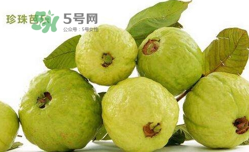芭樂是什么季節(jié)的水果？芭樂什么時候吃最好
