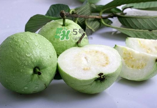紅芭樂(lè)吃多了會(huì)怎么樣？吃白芭樂(lè)好還是紅芭樂(lè)好
