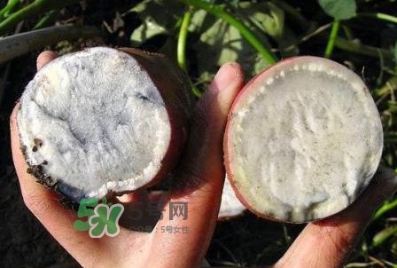 雜交水稻是不是轉(zhuǎn)基因？轉(zhuǎn)基因食品有哪些？