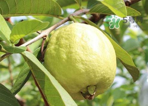 芭樂皮能吃嗎？芭樂皮可以吃嗎