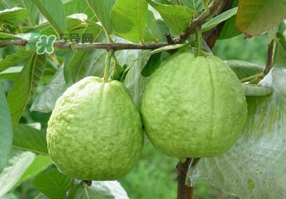 芭樂和番石榴有什么區(qū)別？芭樂和番石榴的區(qū)別
