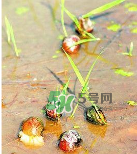 怎么殺死福壽螺寄生蟲？福壽螺寄生蟲怎么去除？