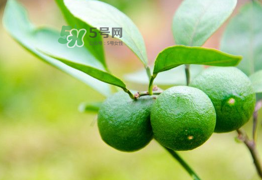 八月份可以吃橘子嗎？八月份的橘子能吃嗎？
