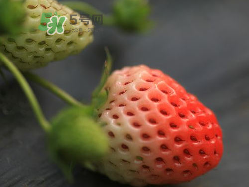 八月份還有草莓嗎？8月份還有草莓嗎？