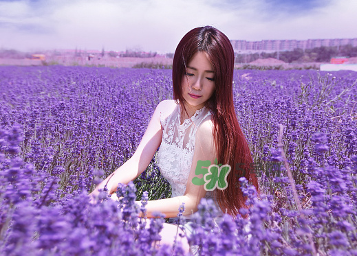 八月份還有薰衣草嗎？8月份還有薰衣草嗎？