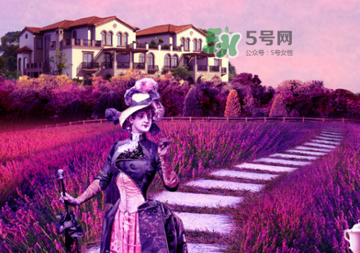 八月份還有薰衣草嗎？8月份還有薰衣草嗎？